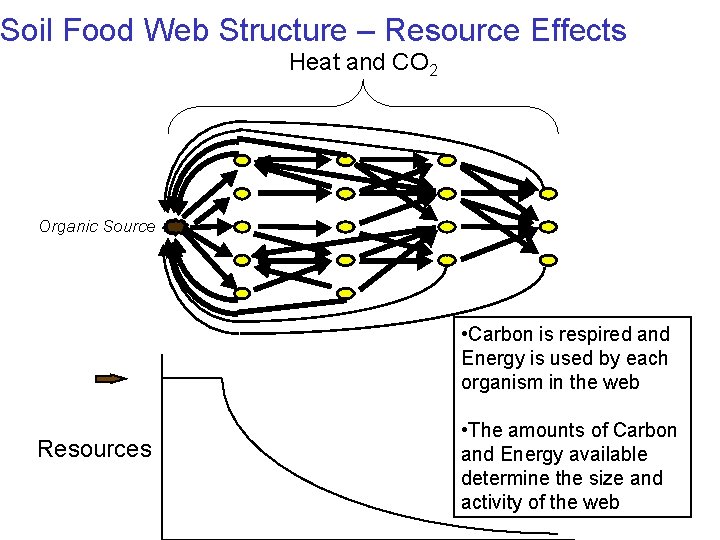 Soil Food Web Structure – Resource Effects Heat and CO 2 Organic Source •