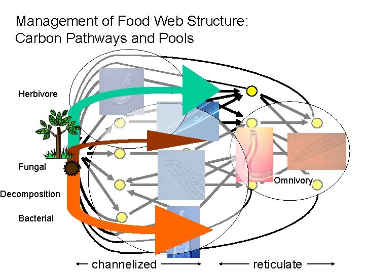 Management of Food Web Structure: Carbon Pathways and Pools Herbivore Fungal Omnivory Decomposition Bacterial