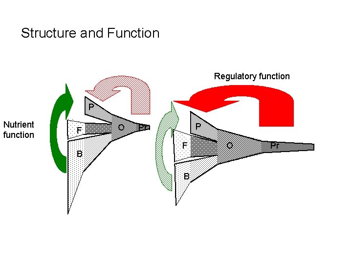 Structure and Function Regulatory function P Nutrient function F B O P Pr F