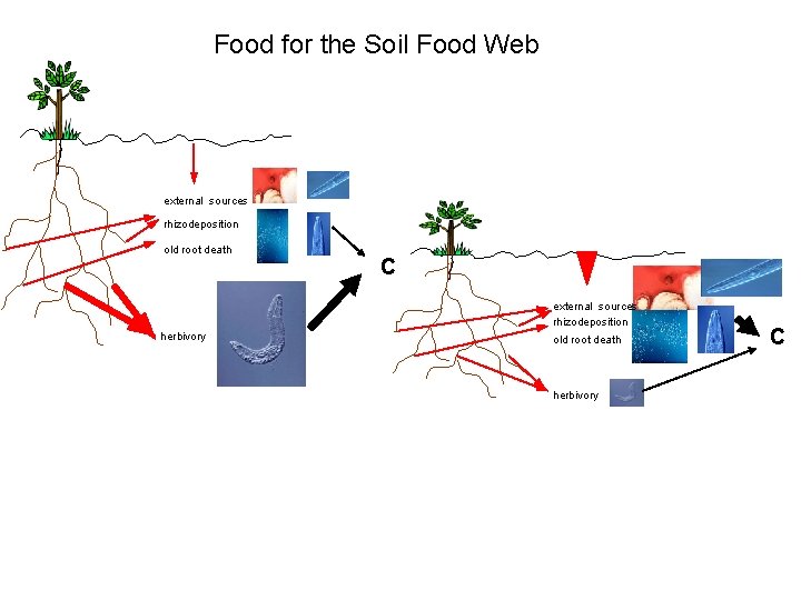Food for the Soil Food Web external sources rhizodeposition old root death C external