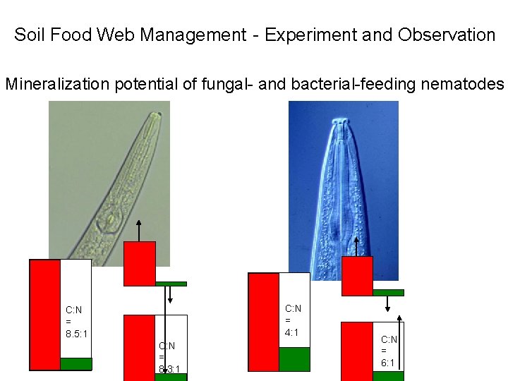 Soil Food Web Management - Experiment and Observation Mineralization potential of fungal- and bacterial-feeding