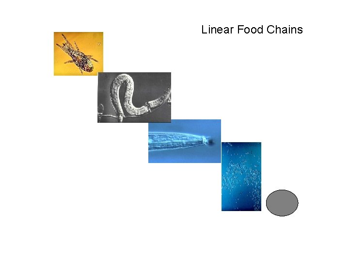 Linear Food Chains 