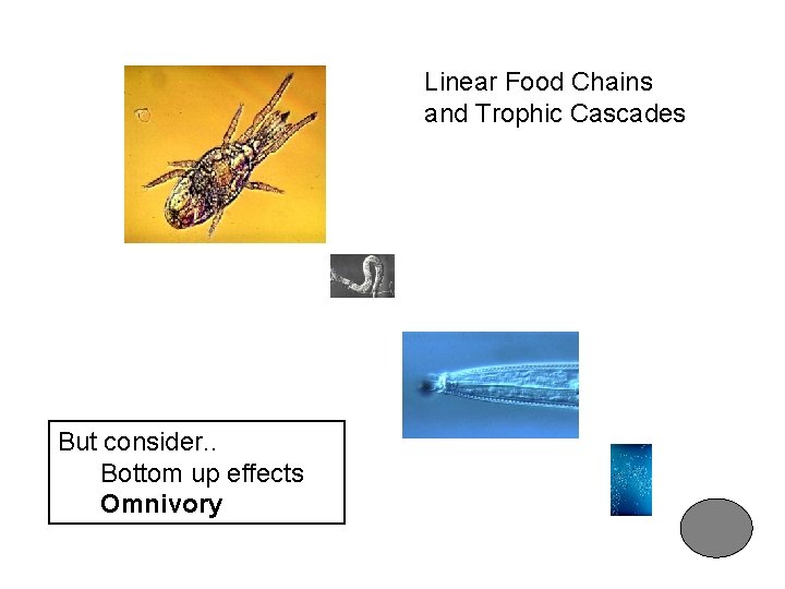 Linear Food Chains and Trophic Cascades But consider. . Bottom up effects Omnivory 