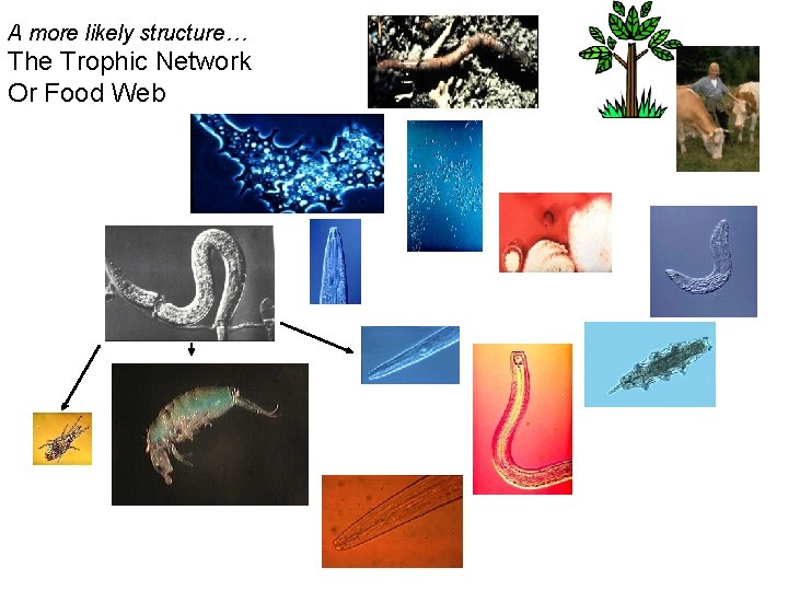 A more likely structure… The Trophic Network Or Food Web 