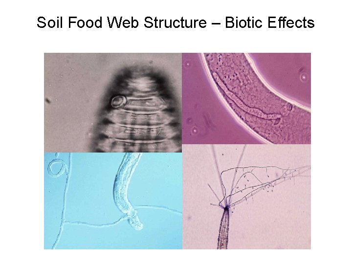 Soil Food Web Structure – Biotic Effects 