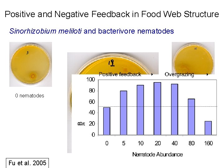 Positive and Negative Feedback in Food Web Structure Sinorhizobium meliloti and bacterivore nematodes 0