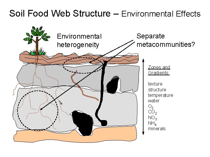 Soil Food Web Structure – Environmental Effects Environmental heterogeneity Separate metacommunities? Zones and Gradients: