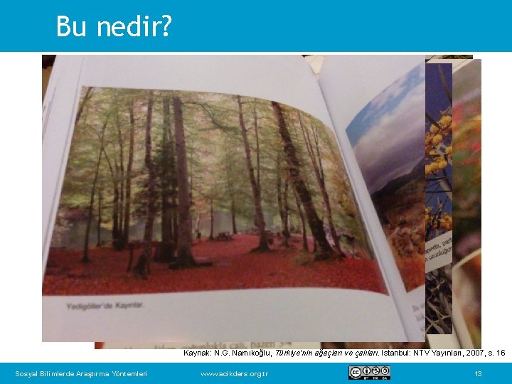 Bu nedir? Kaynak: N. G. Namıkoğlu, Türkiye’nin ağaçları ve çalıları. İstanbul: NTV Yayınları, 2007,