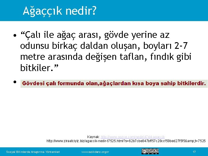 Ağaççık nedir? • “Çalı ile ağaç arası, gövde yerine az odunsu birkaç daldan oluşan,