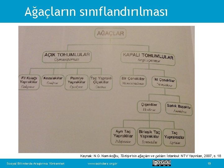 Ağaçların sınıflandırılması Kaynak: N. G. Namıkoğlu, Türkiye’nin ağaçları ve çalıları. İstanbul: NTV Yayınları, 2007,