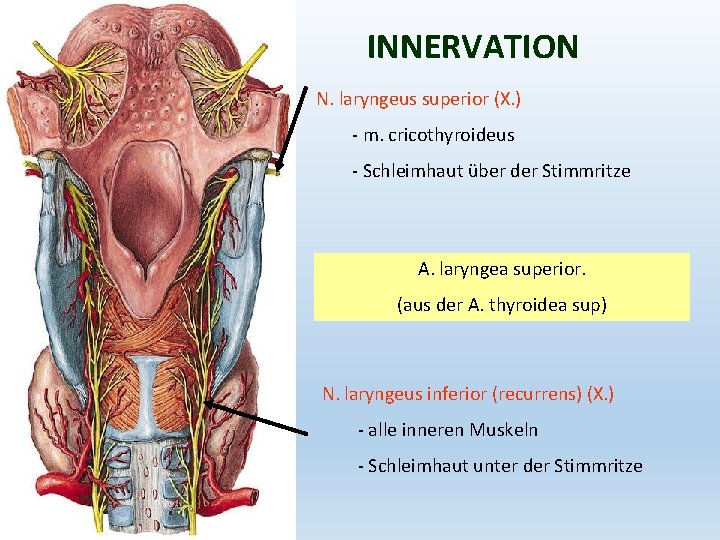 INNERVATION N. laryngeus superior (X. ) - m. cricothyroideus - Schleimhaut über der Stimmritze