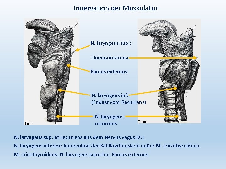 Innervation der Muskulatur N. laryngeus sup. : Ramus internus Ramus externus N. laryngeus inf.