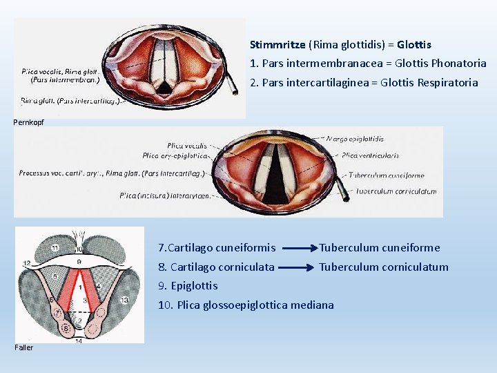 Stimmritze (Rima glottidis) = Glottis 1. Pars intermembranacea = Glottis Phonatoria 2. Pars intercartilaginea