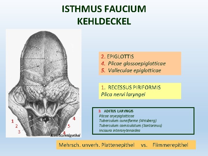 ISTHMUS FAUCIUM KEHLDECKEL 2. EPIGLOTTIS 4. Plicae glossoepiglotticae 5. Valleculae epiglotticae 1. RECESSUS PIRIFORMIS