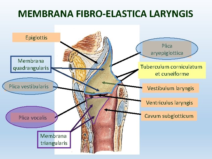 MEMBRANA FIBRO-ELASTICA LARYNGIS Epiglottis Plica aryepiglottica Membrana quadrangularis Plica vestibularis Tuberculum corniculatum et cuneiforme