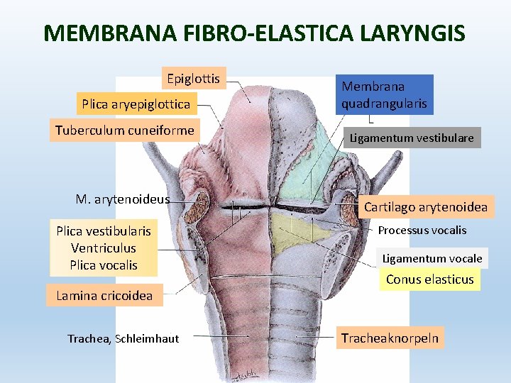 MEMBRANA FIBRO-ELASTICA LARYNGIS Epiglottis Plica aryepiglottica Tuberculum cuneiforme M. arytenoideus Plica vestibularis Ventriculus Plica