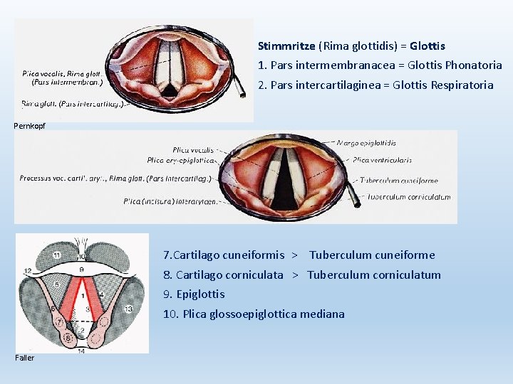 Stimmritze (Rima glottidis) = Glottis 1. Pars intermembranacea = Glottis Phonatoria 2. Pars intercartilaginea