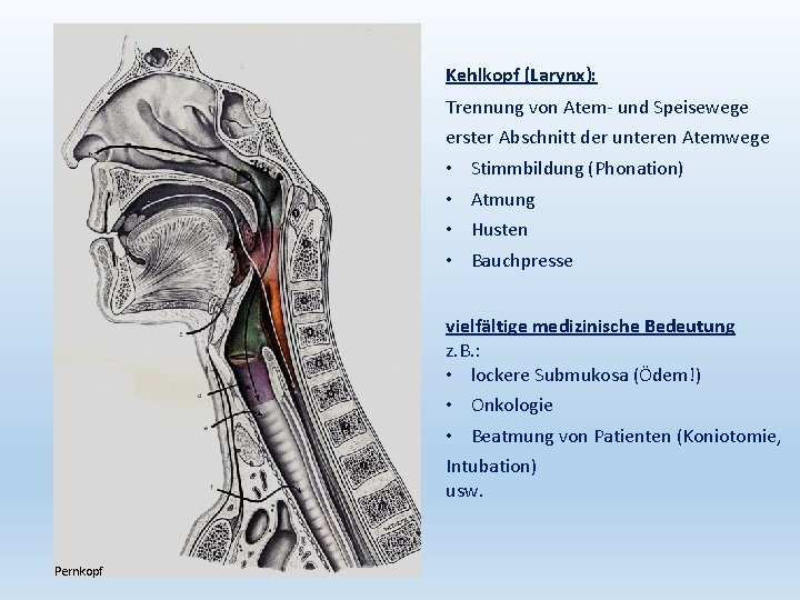 Kehlkopf (Larynx): Trennung von Atem- und Speisewege erster Abschnitt der unteren Atemwege • •