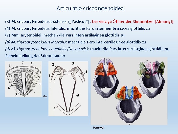 Articulatio cricoarytenoidea (3) M. cricoarytenoideus posterior („Posticus”): Der einzige Öffner der Stimmritze! (Atmung!) (4)