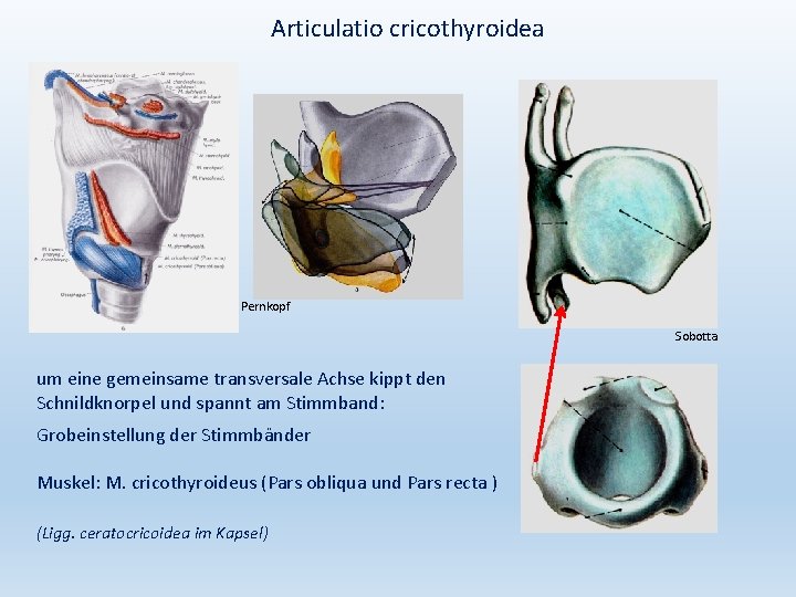 Articulatio cricothyroidea Pernkopf Sobotta um eine gemeinsame transversale Achse kippt den Schnildknorpel und spannt