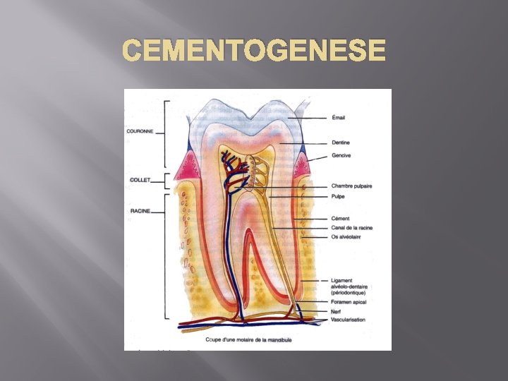 CEMENTOGENESE 