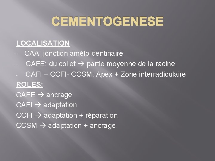CEMENTOGENESE LOCALISATION - CAA: jonction amélo-dentinaire CAFE: du collet partie moyenne de la racine