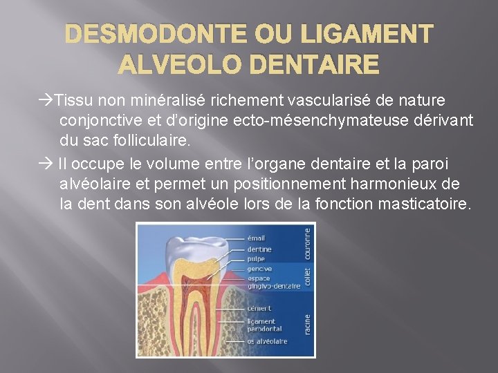 DESMODONTE OU LIGAMENT ALVEOLO DENTAIRE Tissu non minéralisé richement vascularisé de nature conjonctive et