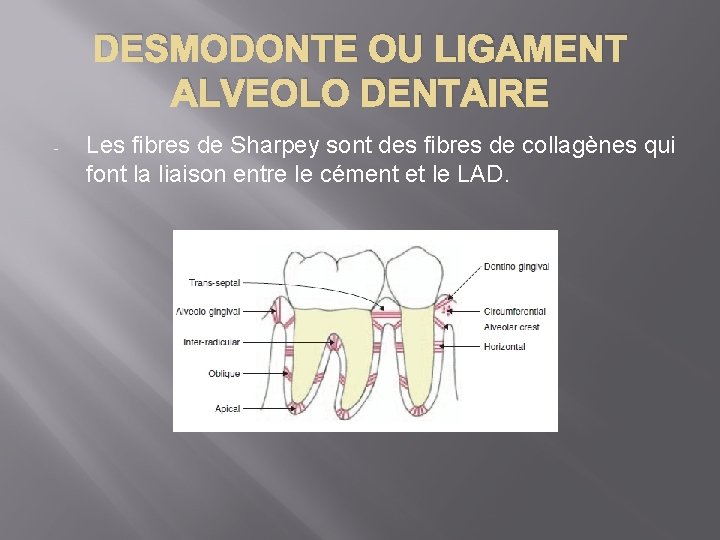 DESMODONTE OU LIGAMENT ALVEOLO DENTAIRE - Les fibres de Sharpey sont des fibres de