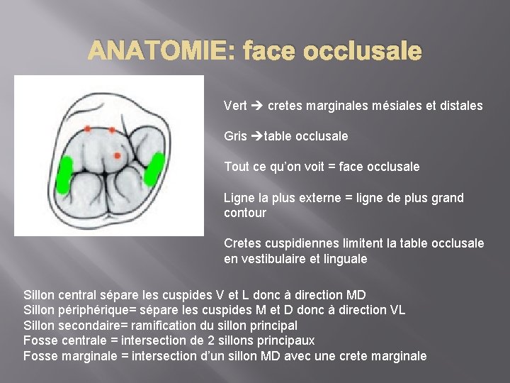 ANATOMIE: face occlusale Vert cretes marginales mésiales et distales Gris table occlusale Tout ce