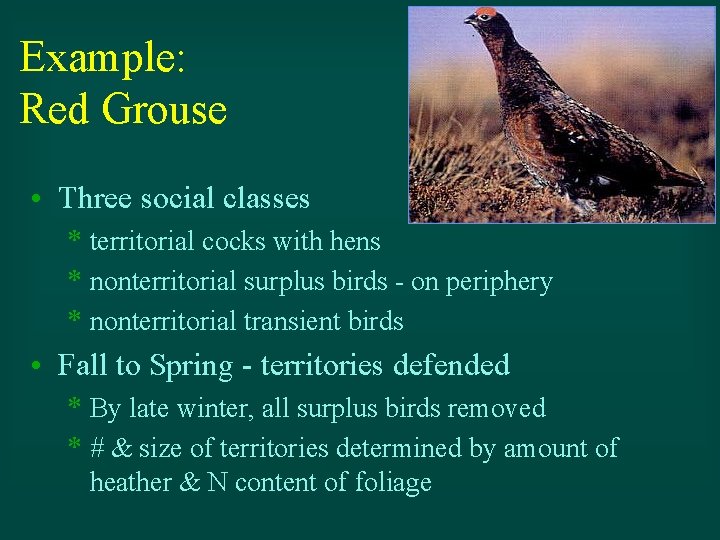 Example: Red Grouse • Three social classes * territorial cocks with hens * nonterritorial