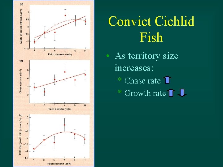 Convict Cichlid Fish • As territory size increases: * Chase rate * Growth rate
