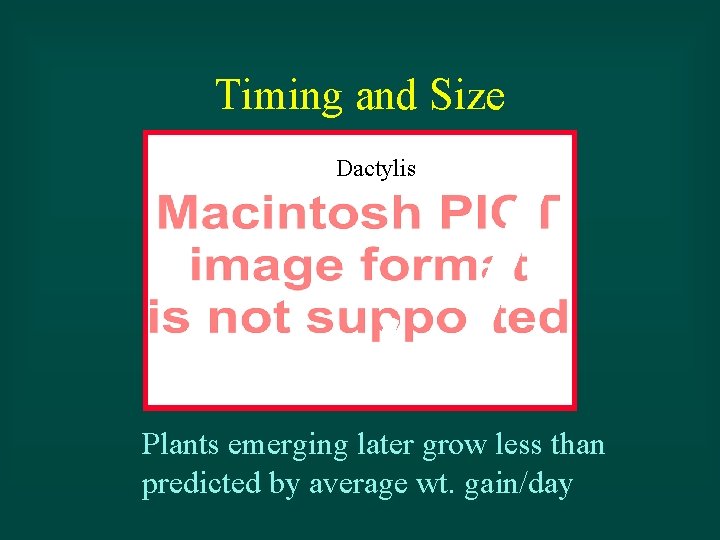 Timing and Size Dactylis Plants emerging later grow less than predicted by average wt.