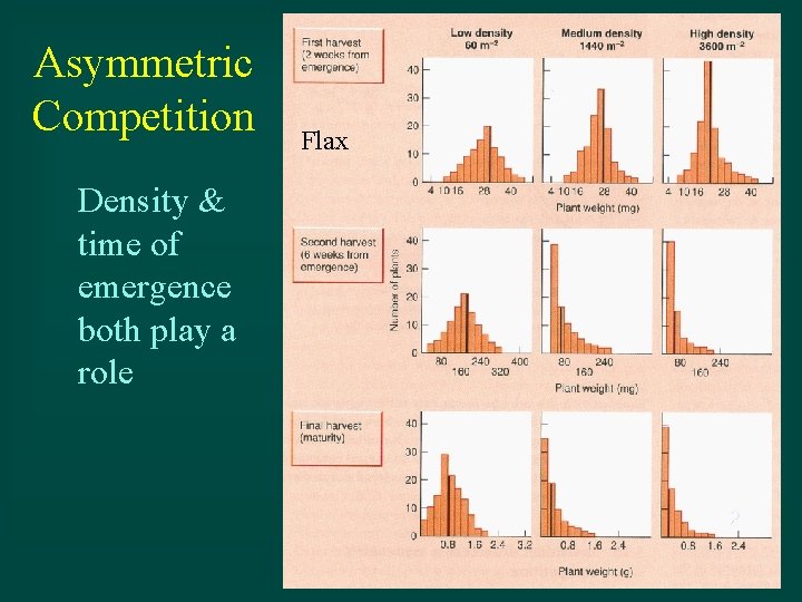 Asymmetric Competition Density & time of emergence both play a role Flax 