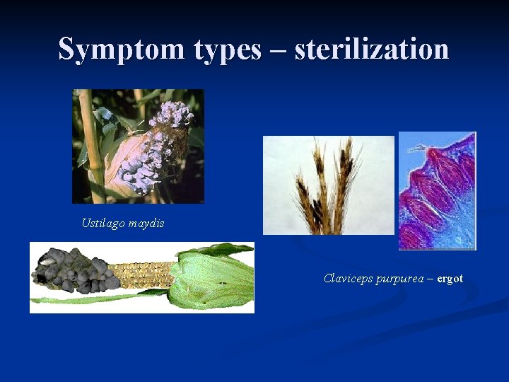 Symptom types – sterilization Ustilago maydis Claviceps purpurea – ergot 