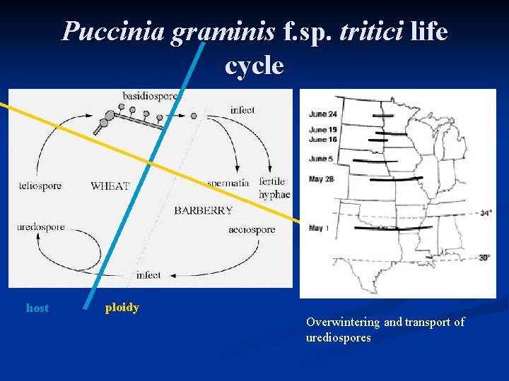 Puccinia graminis f. sp. tritici life cycle host ploidy Overwintering and transport of urediospores