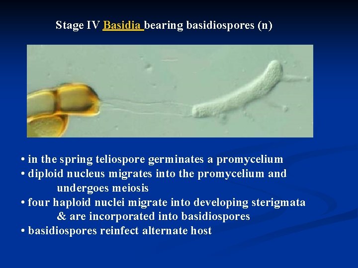 Stage IV Basidia bearing basidiospores (n) • in the spring teliospore germinates a promycelium