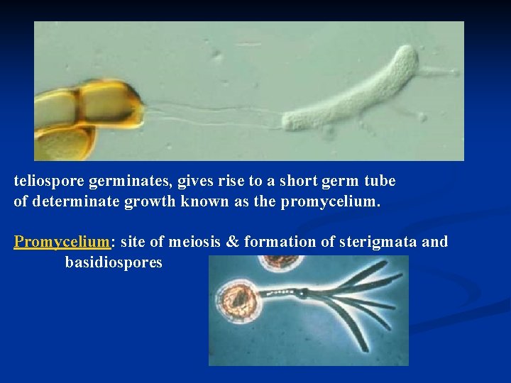 teliospore germinates, gives rise to a short germ tube of determinate growth known as
