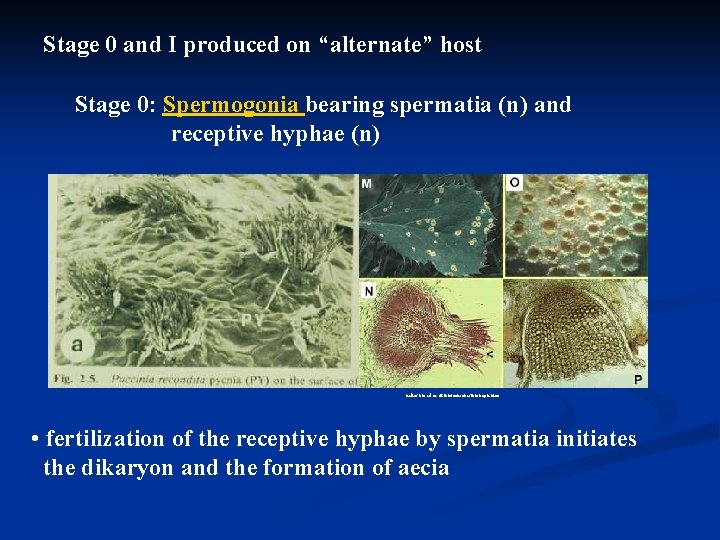 Stage 0 and I produced on “alternate” host Stage 0: Spermogonia bearing spermatia (n)