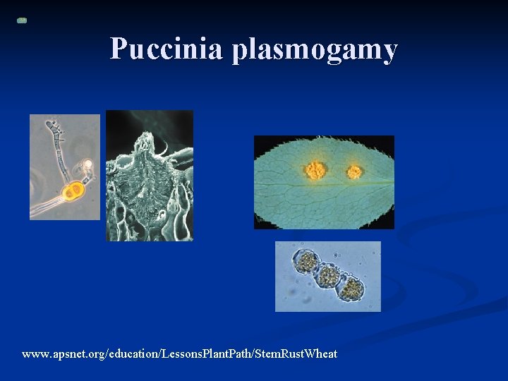 Puccinia plasmogamy www. apsnet. org/education/Lessons. Plant. Path/Stem. Rust. Wheat 