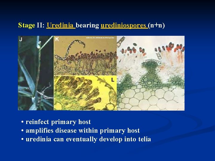 Stage II: Uredinia bearing urediniospores (n+n) helios. bto. ed. ac. uk/bto/microbes/biotroph. htm • reinfect
