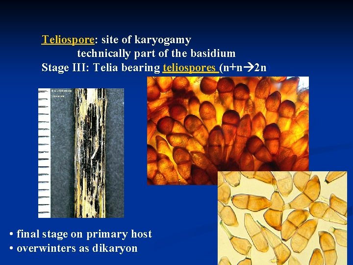 Teliospore: site of karyogamy technically part of the basidium Stage III: Telia bearing teliospores