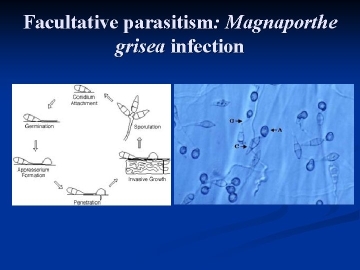 Facultative parasitism: Magnaporthe grisea infection 