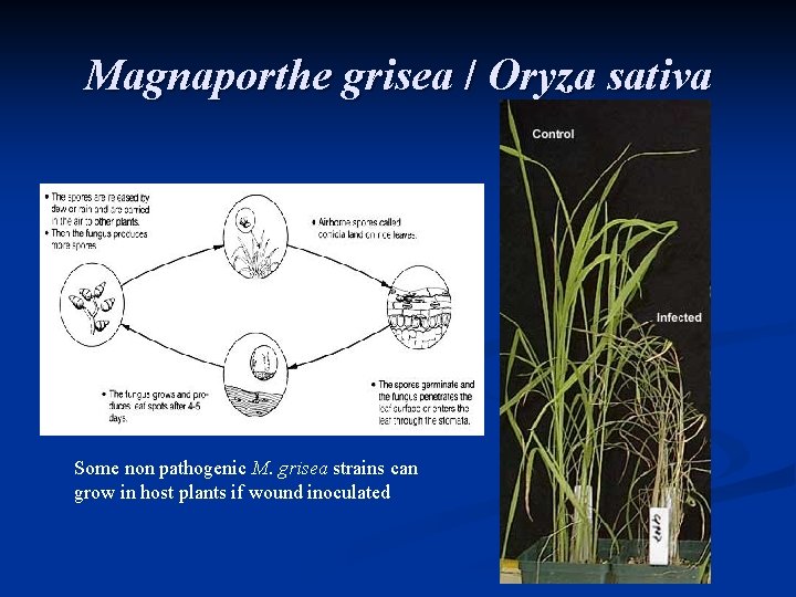 Magnaporthe grisea / Oryza sativa Some non pathogenic M. grisea strains can grow in