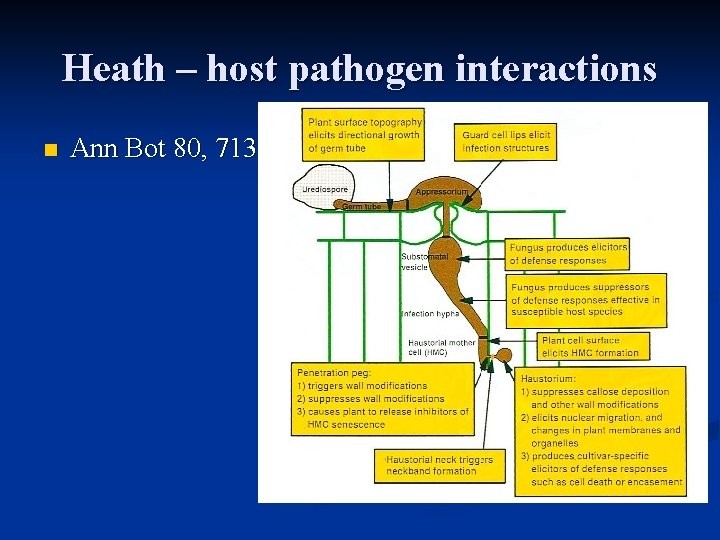 Heath – host pathogen interactions n Ann Bot 80, 713 