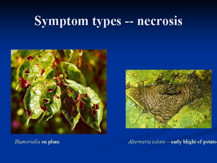 Symptom types -- necrosis Blumeriella on plum Alternaria solani – early blight of potato