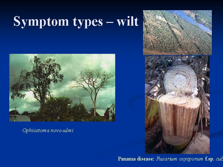 Symptom types – wilt Ophiostoma novo-ulmi Panama disease: Fusarium oxysporum f. sp. cub 