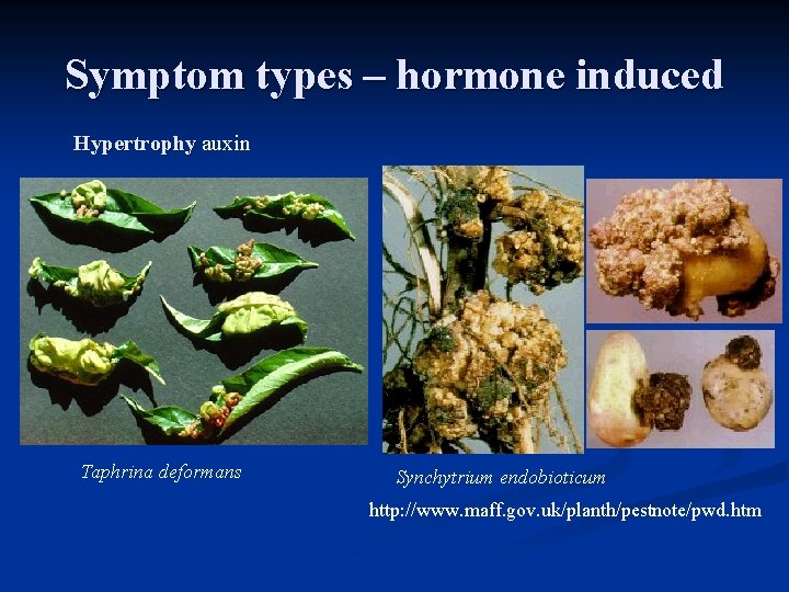 Symptom types – hormone induced Hypertrophy auxin Taphrina deformans Synchytrium endobioticum http: //www. maff.
