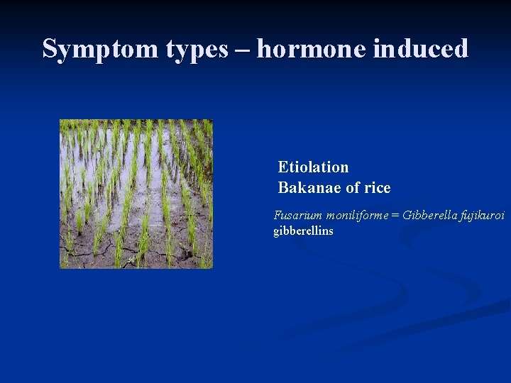 Symptom types – hormone induced Etiolation Bakanae of rice Fusarium moniliforme = Gibberella fujikuroi