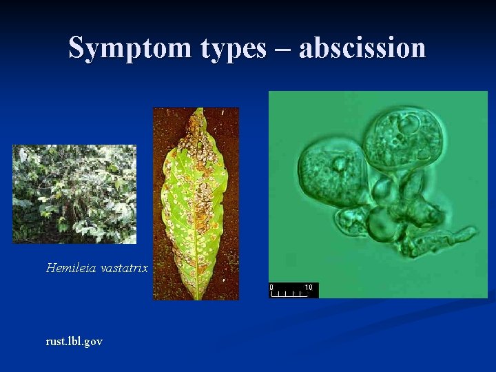 Symptom types – abscission Hemileia vastatrix rust. lbl. gov 