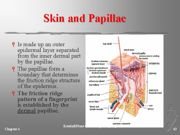 Skin and Papillae L Is made up an outer epidermal layer separated from the